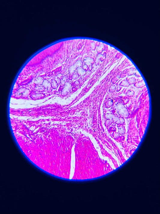 Ontdek de Kracht van Transdermale Supplement Patches